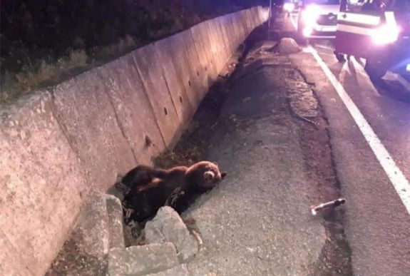 FRISSÍTVE - Újabb medvegázolás történt Maros megyében, az állatot elszállították