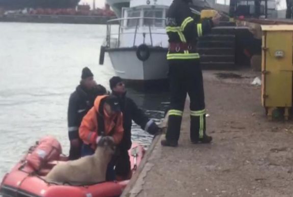 Megkezdték a birkák kimenekítését a midiai kikötőben részben elsüllyedt hajóról
