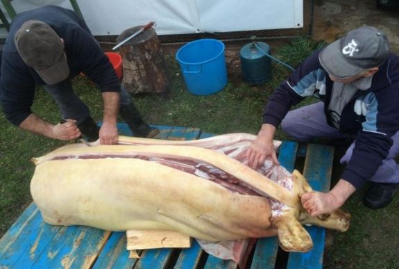 A disznóvágás hagyományának végét jelenthetik a sertéspestis miatti szigorítások