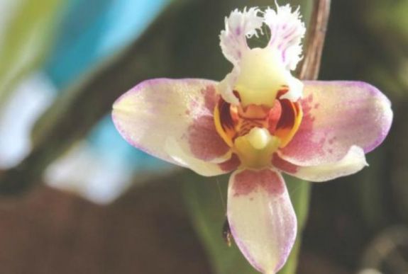 A kihalás szélén áll az afrikai trópusi növények egyharmada