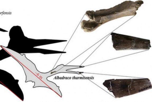 Eddig ismeretlen repülő őshüllőfajt határozott meg egy romániai-amerikai kutatócsoport