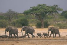 Több mint 200 elefánt pusztult el Zimbabwében a súlyos aszály miatt