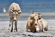 Megkerültek a szeptemberi hurrikánban eltűnt tehenek