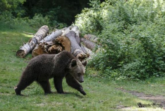 Elfogadta a parlament a vadászati törvény módosítását