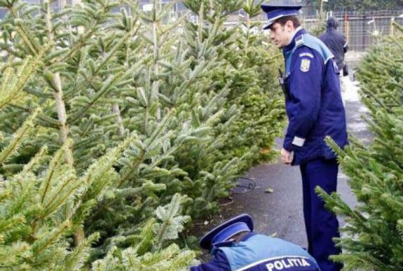 Több ezer illegálisan kivágott fenyőt kobozott el a rendőrség