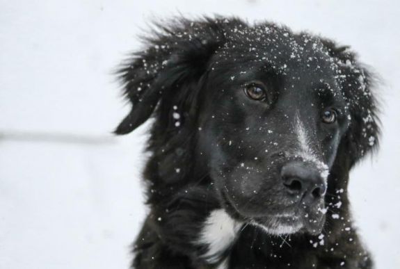 Fokozottan figyeljünk házikedvenceinkre szilveszterkor!