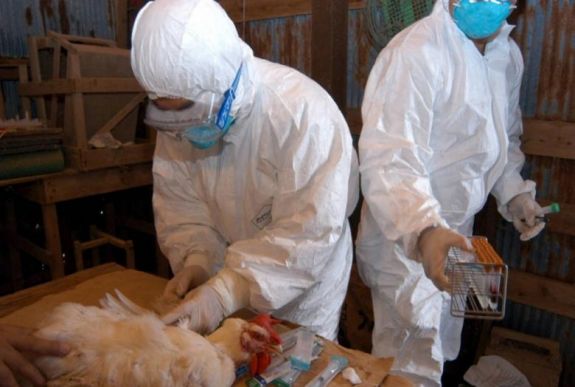 Szlovákiában is megjelent a madárinfluenza