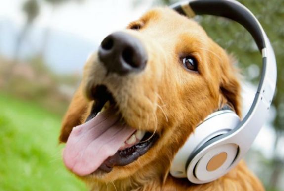 Magányos kutyáknak készített lejátszási listákat a Spotify