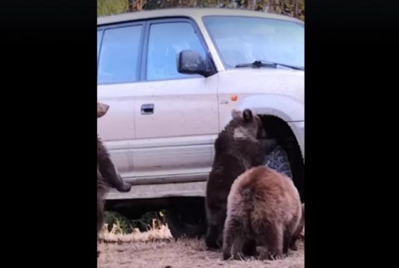Amikor a mackók már kereket is cserélnek