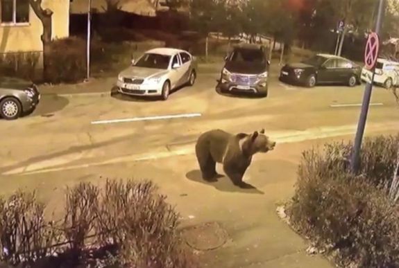 Medvéhez riasztották a csendőröket az éjszaka Gyergyószentmiklóson