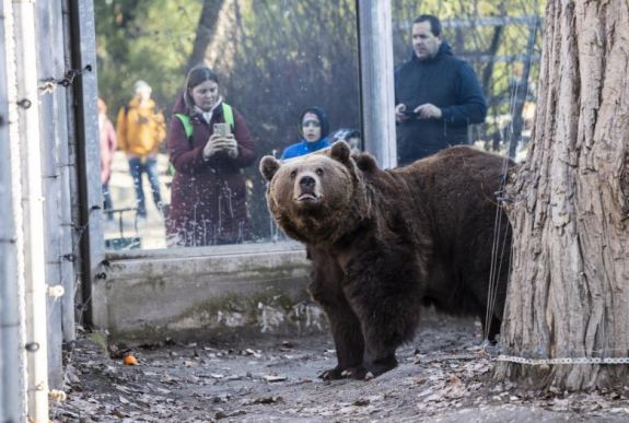 Tavaszjóslás: Balu medve rossz hírt hozott