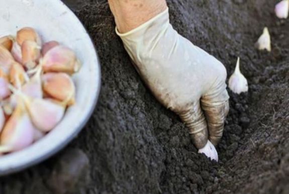 Hektáronként háromezer eurós támogatást kaphatnak a fokhagymatermesztők