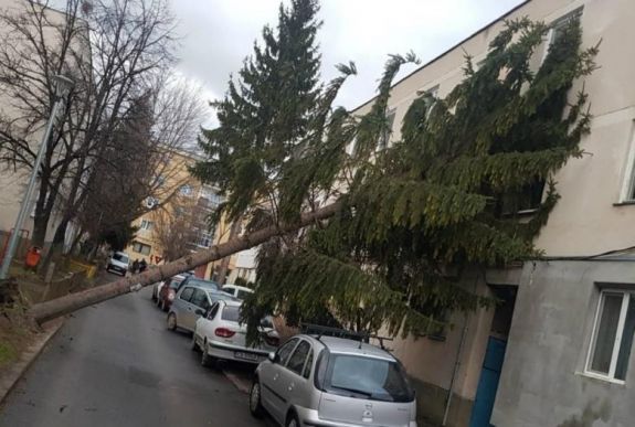 Fákat döntött ki a szélvihar Háromszéken