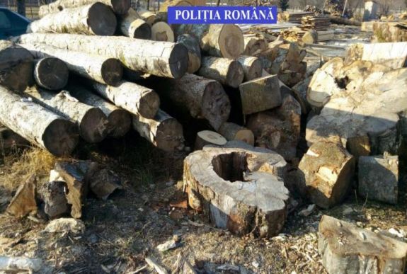 Tervezet: az eddiginél sokkal durvábban büntetnék a falopást