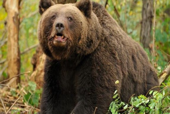 Ismét megjelentek a Maros megyei településeken a medvék