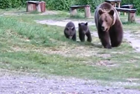 Anyamedve „látogatott” a bocsával Vaslábra