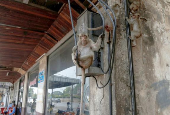 Szarvasok, mosómedvék és más vadak kószálnak a kiürült városok utcáin