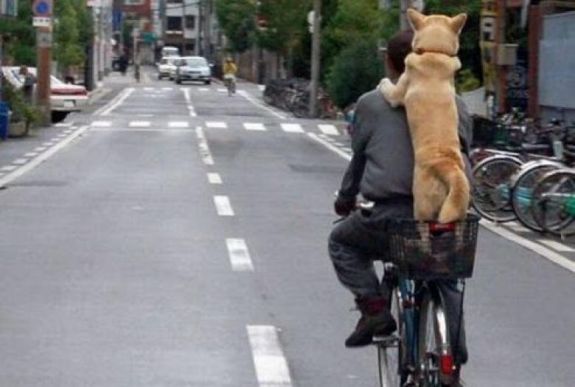 Volt, aki díszhal-sétáltatással magyarázta a kijárási tilalom megszegését