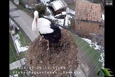 Gólyales: valószínűleg Leske tért haza elsőként a magyarfenesi fészekbe