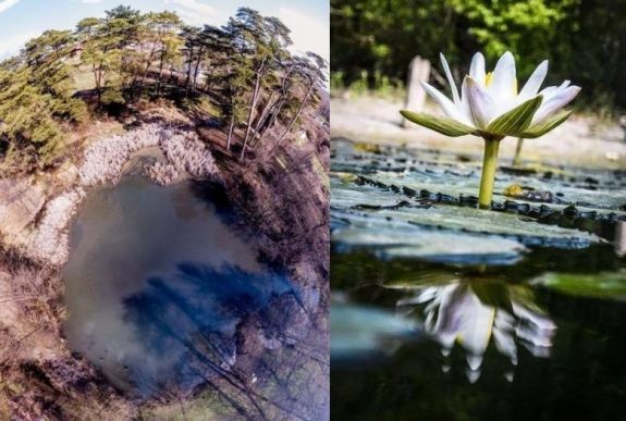 Ahol áldás a vírus: a járvány mentheti meg a tündérrózsa püspökfürdői élőhelyét