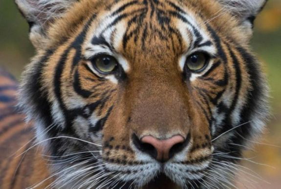 Megfertőződött több tigris az egyik legnagyobb állatkertben