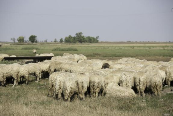 Állattenyésztő gazdák: bárányok vannak, csak legyen kinek eladni