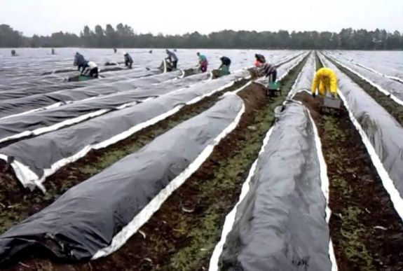Ennyit keres spárgaszedéssel Németországban egy romániai vendégmunkás