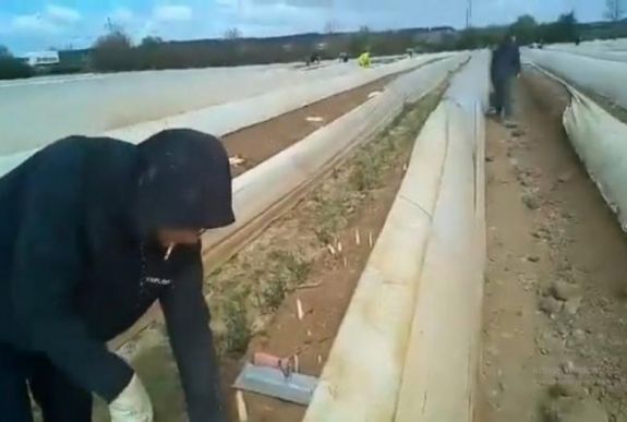 Meghalt egy fertőzött spárgaszedő romániai idénymunkás Németországban