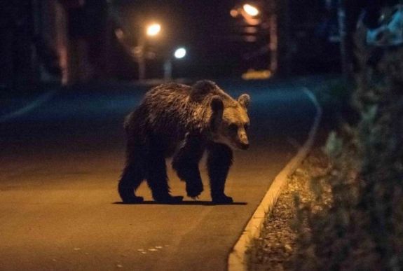 Salvamont: a medvék kimerészkedtek a turistaösvényekre is