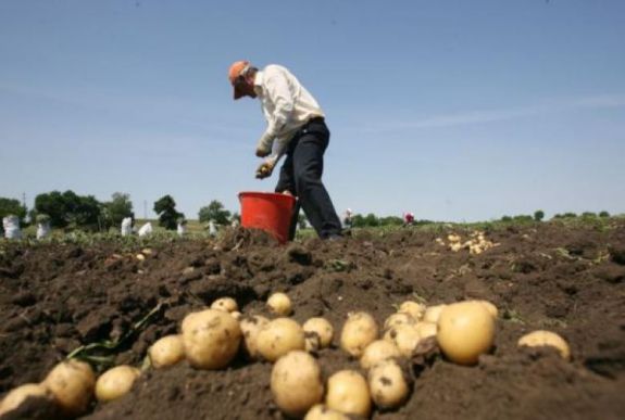 Részsikert értek el, de nem alkusznak a székelyföldi krumplitermesztők
