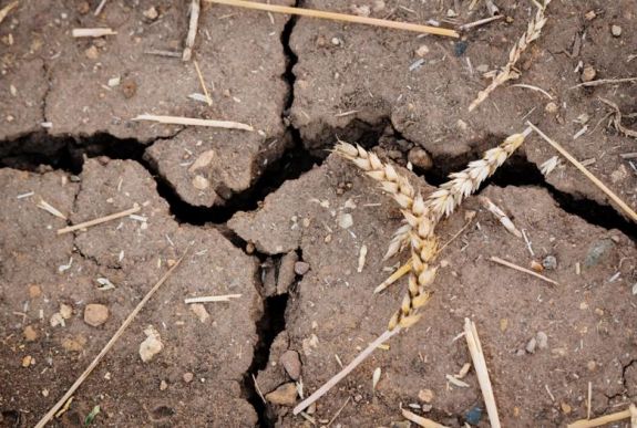 Zajlik az összesítés: hatalmas károkat okozott a tavaszi szárazság Romániában