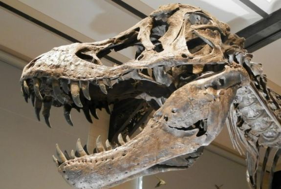 Dinoszaurusszal szelfizett egy férfi, miután betört a természettudományi múzeumba