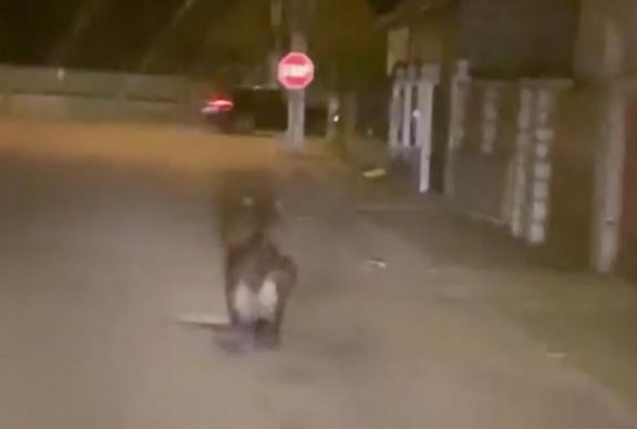 Medveveszélyre figyelmezteti Aranyosgyéres lakóit az ISU