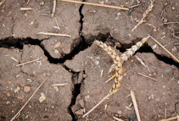 Kártérítést kapnak az aszály, árvíz és fagy által érintett gazdák