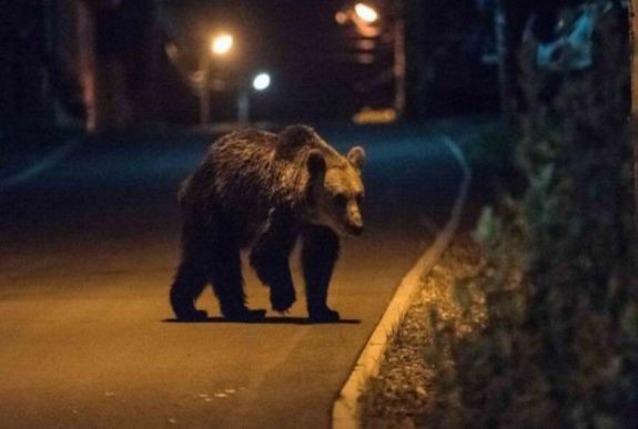 Medvéhez riasztották a csendőröket Vaslábon