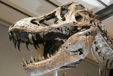 Dinoszaurusszal szelfizett egy férfi, miután betört a természettudományi múzeumba