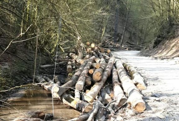 Környezetvédelmi világnap: Iohannis az illegális erdőirtás felszámolása mellett foglalt állást