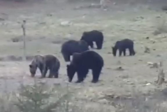 Ro-Alert: újra medve jelenlétére figyelmeztették a csíkszeredaiakat