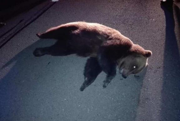 Medvét gázoltak el Csíkszereda közelében