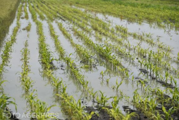 Az aszály után a sok eső tette tönkre a termést – van kilátás a kártalanításra?