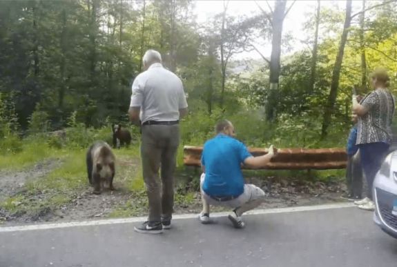 Kilátásba helyezték a medvéket etető személyek megbírságolását