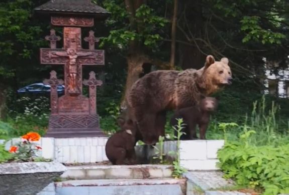 Medve-ügy: az elnökhöz, a kormányfőhöz és a parlamenthez fordult a tusnádfürdői önkormányzat