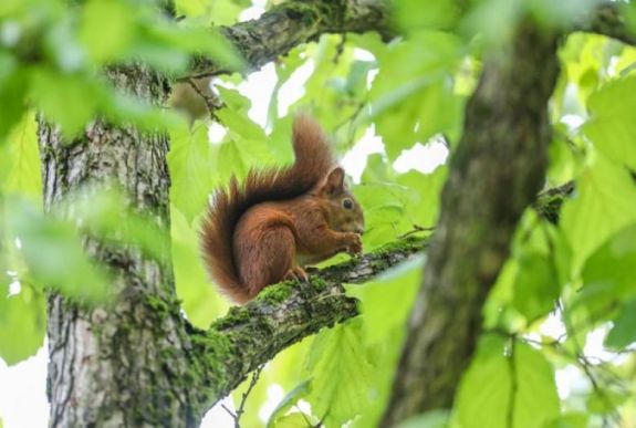 Bubópestises mókust találtak Colorado államban