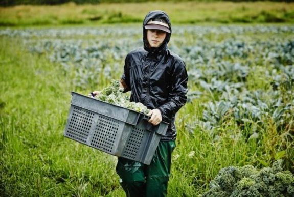 Rabszolgaként, középkori körülmények között dolgoznak munkások Európa farmjain