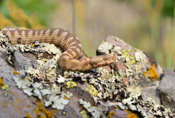 Emberi felelőtlenség okozza a legtöbb kígyómarásos balesetet – tudjon meg mindent a viperákról