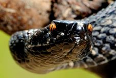 Vipera mart meg egy juhászt a Radnai-havasokban