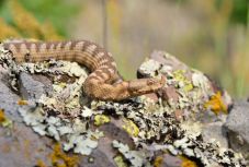 Emberi felelőtlenség okozza a legtöbb kígyómarásos balesetet – tudjon meg mindent a viperákról