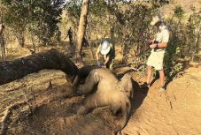 Újabb 10 elefánt tetemét találták meg Zimbabwéban