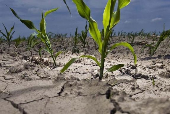 Közel 28 ezer gazda kap aszálytámogatást a 2019-es őszi vetésekre