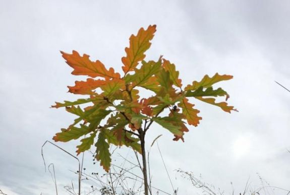Akár fára is másznak a tölgymakkokért a Pando Egyesület ökológusai (VIDEÓ)